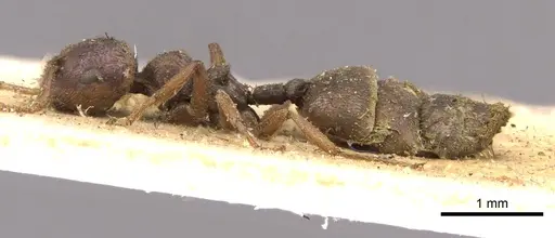 Crematogaster neuvillei specimen CASENT0908543 image casent0908543_3