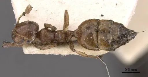 Crematogaster neuvillei specimen CASENT0908544 image casent0908544_1