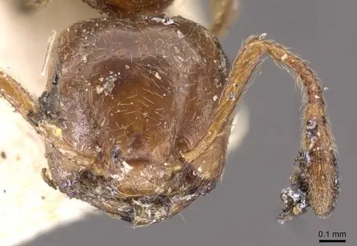 Crematogaster neuvillei specimen CASENT0908544 image casent0908544_2