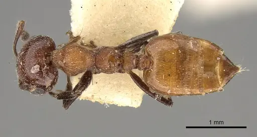 Crematogaster neuvillei specimen CASENT0914296 image casent0914296_1