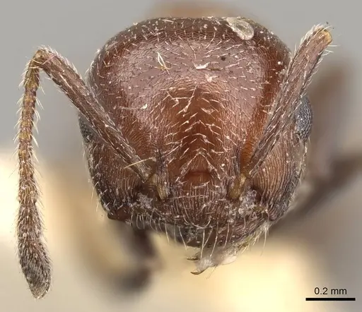 Crematogaster neuvillei specimen CASENT0914296 image casent0914296_2