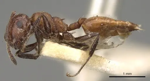 Crematogaster neuvillei specimen CASENT0914296 image casent0914296_3