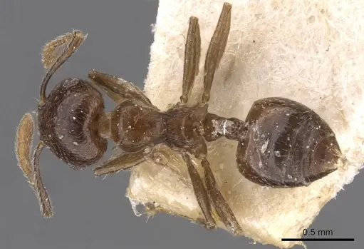 Crematogaster nigeriensis specimen CASENT0908612 image casent0908612_1