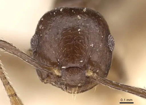 Crematogaster nigeriensis specimen CASENT0908612 image casent0908612_2
