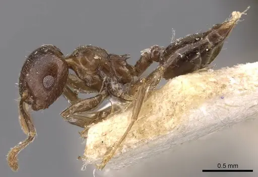 Crematogaster nigeriensis specimen CASENT0908612 image casent0908612_3