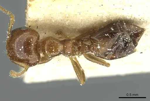 Crematogaster nigeriensis specimen CASENT0912809 image casent0912809_1
