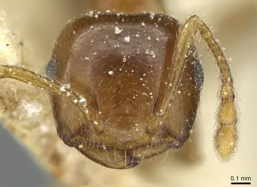 Crematogaster nigeriensis specimen CASENT0912809 image casent0912809_2
