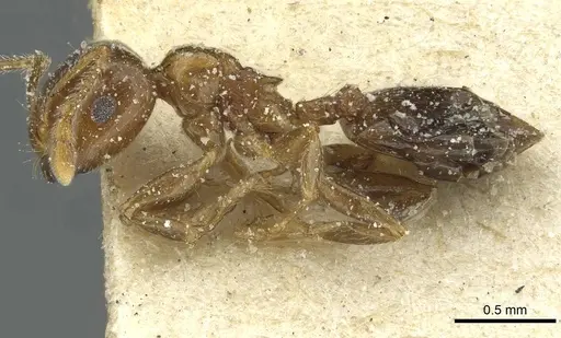 Crematogaster nigeriensis specimen CASENT0912809 image casent0912809_3