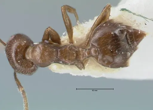 Crematogaster nigeriensis specimen FOCOL1525 image focol1525_1
