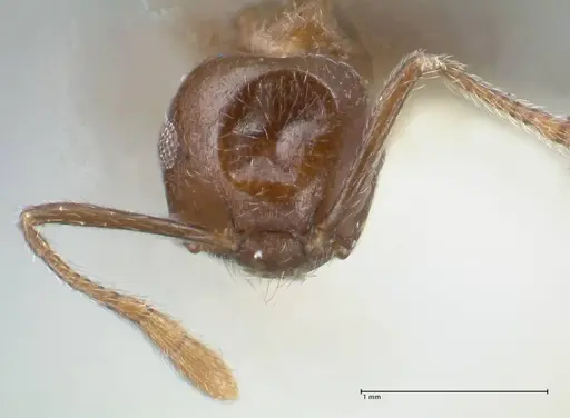 Crematogaster nigeriensis specimen FOCOL1525 image focol1525_2