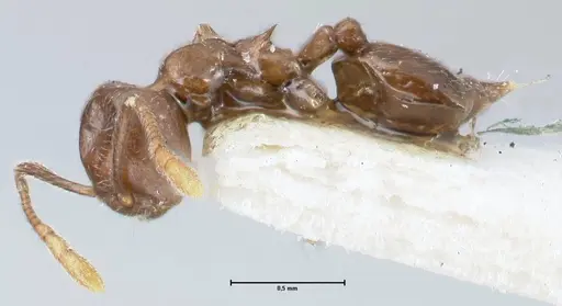 Crematogaster nigeriensis specimen FOCOL1525 image focol1525_3