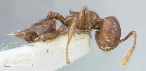 Crematogaster nigeriensis specimen FOCOL1525 image focol1525_4