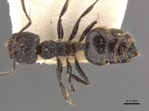 Crematogaster nigrans specimen CASENT0908525 image casent0908525_1