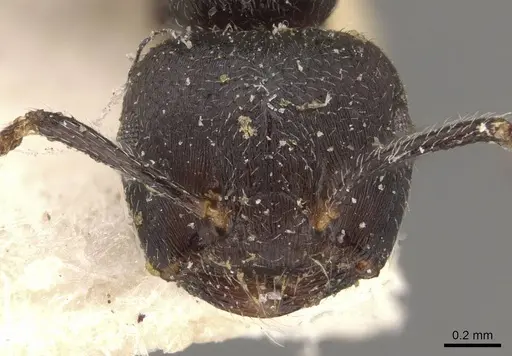 Crematogaster nigrans specimen CASENT0908525 image casent0908525_2