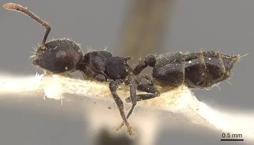 Crematogaster nigrans specimen CASENT0908525 image casent0908525_3