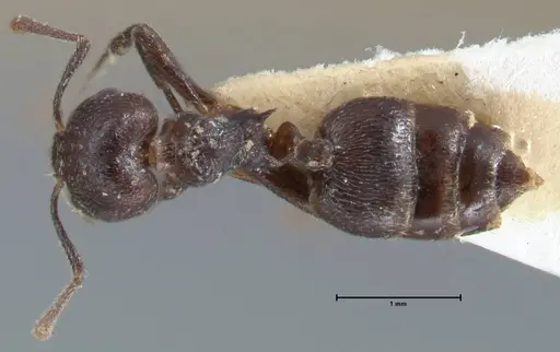Crematogaster nigrans specimen FOCOL1488 image focol1488_1