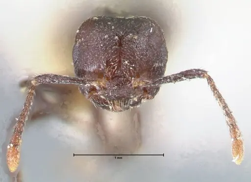 Crematogaster nigrans specimen FOCOL1488 image focol1488_2