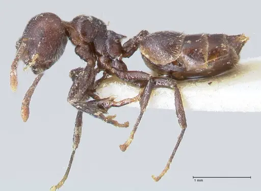 Crematogaster nigrans specimen FOCOL1488 image focol1488_3