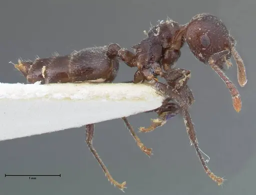Crematogaster nigrans specimen FOCOL1488 image focol1488_4