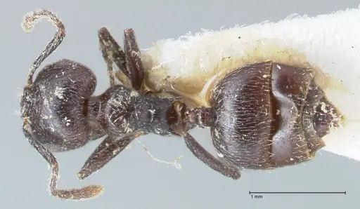 Crematogaster nigrans specimen FOCOL1489 image focol1489_1