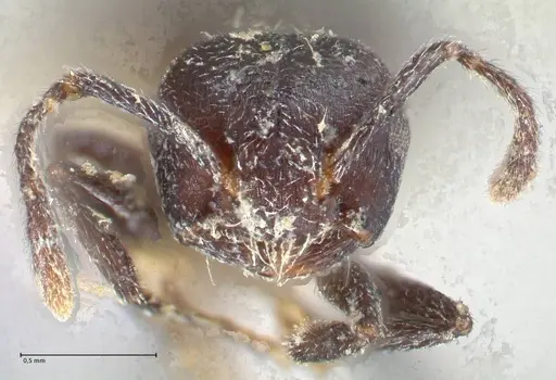 Crematogaster nigrans specimen FOCOL1489 image focol1489_2