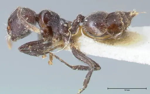 Crematogaster nigrans specimen FOCOL1489 image focol1489_3
