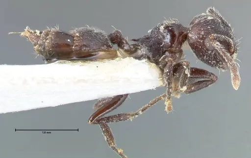 Crematogaster nigrans specimen FOCOL1489 image focol1489_4
