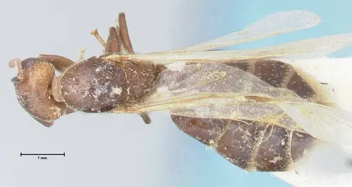 Crematogaster nigrans specimen FOCOL1490 image focol1490_1
