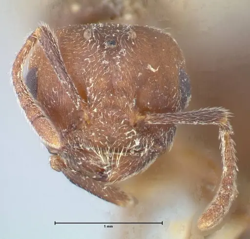 Crematogaster nigrans specimen FOCOL1490 image focol1490_2