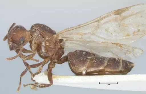 Crematogaster nigrans specimen FOCOL1490 image focol1490_3
