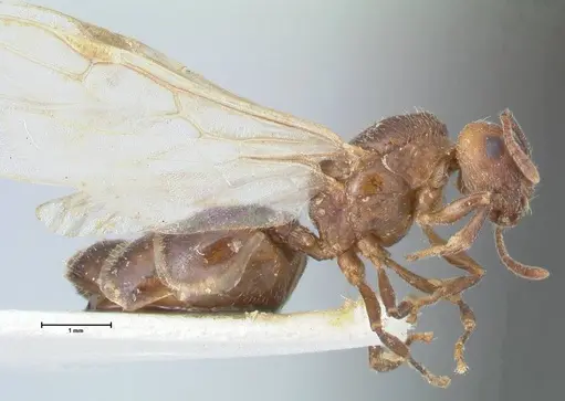 Crematogaster nigrans specimen FOCOL1490 image focol1490_4