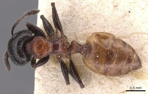 Crematogaster nigriceps specimen CASENT0904510 image casent0904510_1