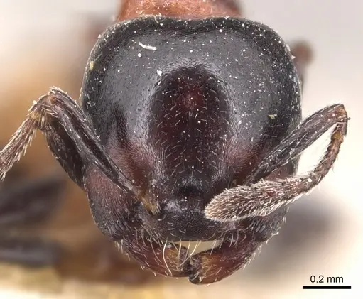 Crematogaster nigriceps specimen CASENT0904510 image casent0904510_2