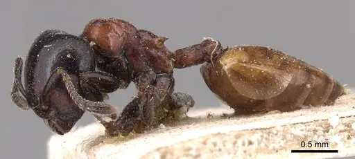 Crematogaster nigriceps specimen CASENT0904510 image casent0904510_3