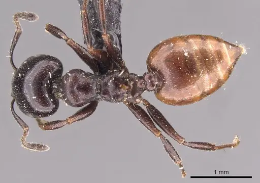 Crematogaster nigriceps specimen CASENT0908545 image casent0908545_1