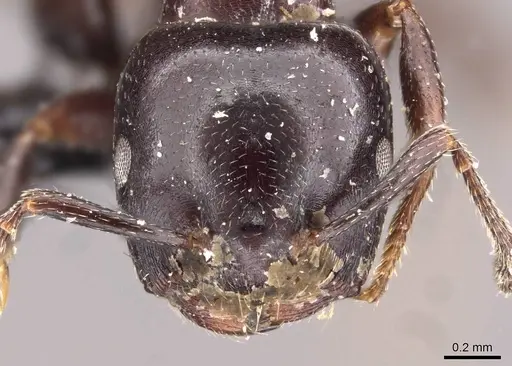 Crematogaster nigriceps specimen CASENT0908545 image casent0908545_2
