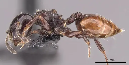 Crematogaster nigriceps specimen CASENT0908545 image casent0908545_3