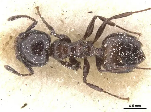 Crematogaster nigriceps specimen CASENT0912706 image casent0912706_1