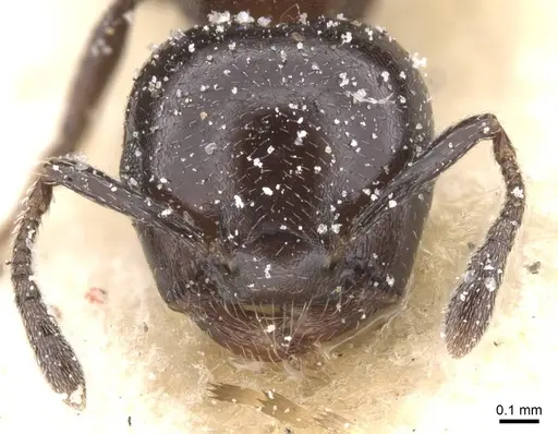 Crematogaster nigriceps specimen CASENT0912706 image casent0912706_2