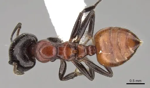 Crematogaster nigriceps specimen CASENT0914299 image casent0914299_1