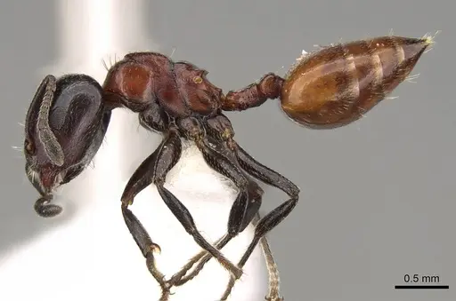 Crematogaster nigriceps specimen CASENT0914299 image casent0914299_3