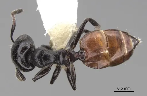 Crematogaster nigriceps specimen CASENT0922653 image casent0922653_1