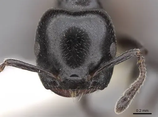 Crematogaster nigriceps specimen CASENT0922653 image casent0922653_2