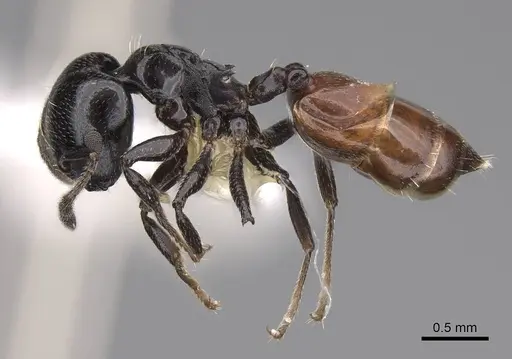 Crematogaster nigriceps specimen CASENT0922653 image casent0922653_3