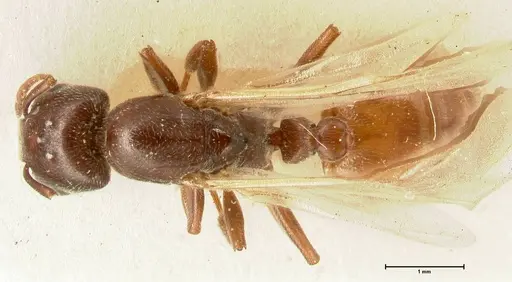 Crematogaster nigriceps specimen FOCOL1463 image focol1463_1