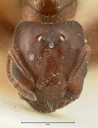 Crematogaster nigriceps specimen FOCOL1463 image focol1463_2