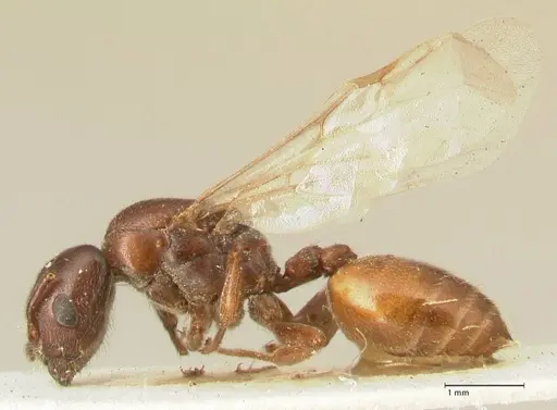 Crematogaster nigriceps specimen FOCOL1463 image focol1463_3