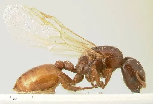 Crematogaster nigriceps specimen FOCOL1463 image focol1463_4