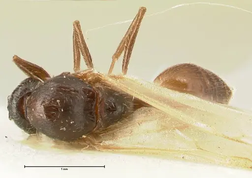 Crematogaster nigriceps specimen FOCOL1464 image focol1464_1