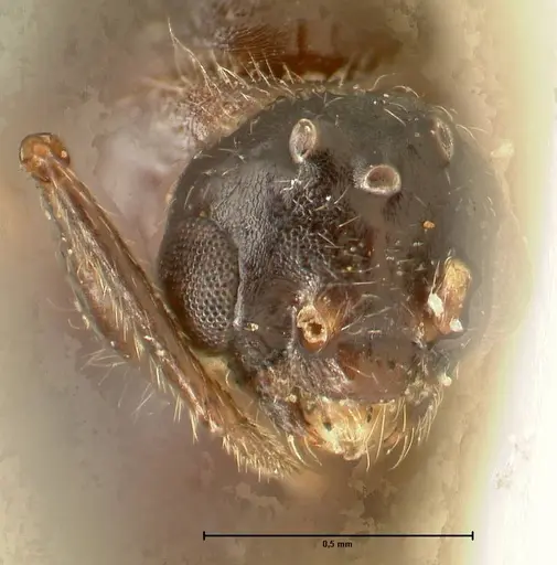 Crematogaster nigriceps specimen FOCOL1464 image focol1464_2